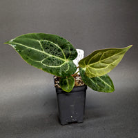 Anthurium crystallinum 'Dark' x carlablackiae, CAR-0229