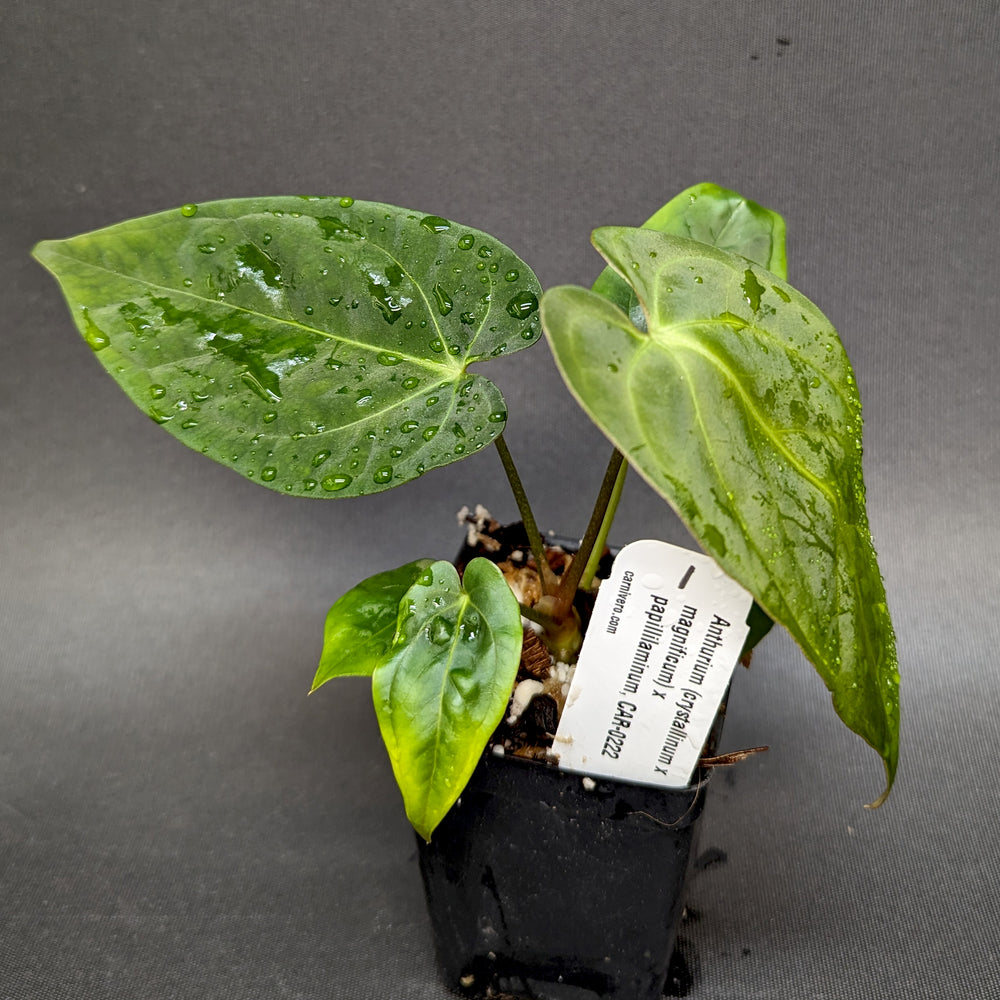 
                      
                        Anthurium (crystallinum x magnificum) x papillilaminum, CAR-0222
                      
                    
