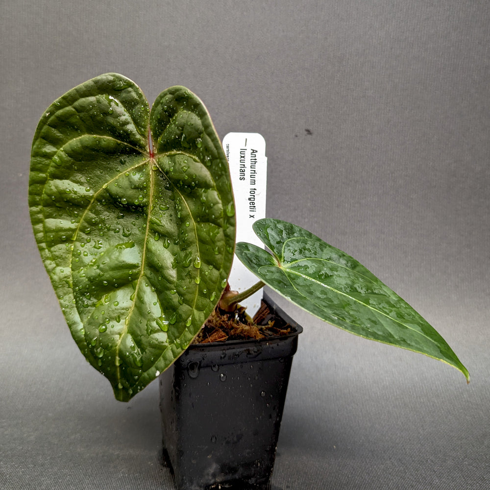 anthurium luxurians silver Anthurium forgetii 'Silver' x luxurians, CAR-0344 – Carnivero