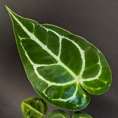 Anthurium forgetii x crystallinum CAR-0345 leaf with bold white veins on a glossy green surface