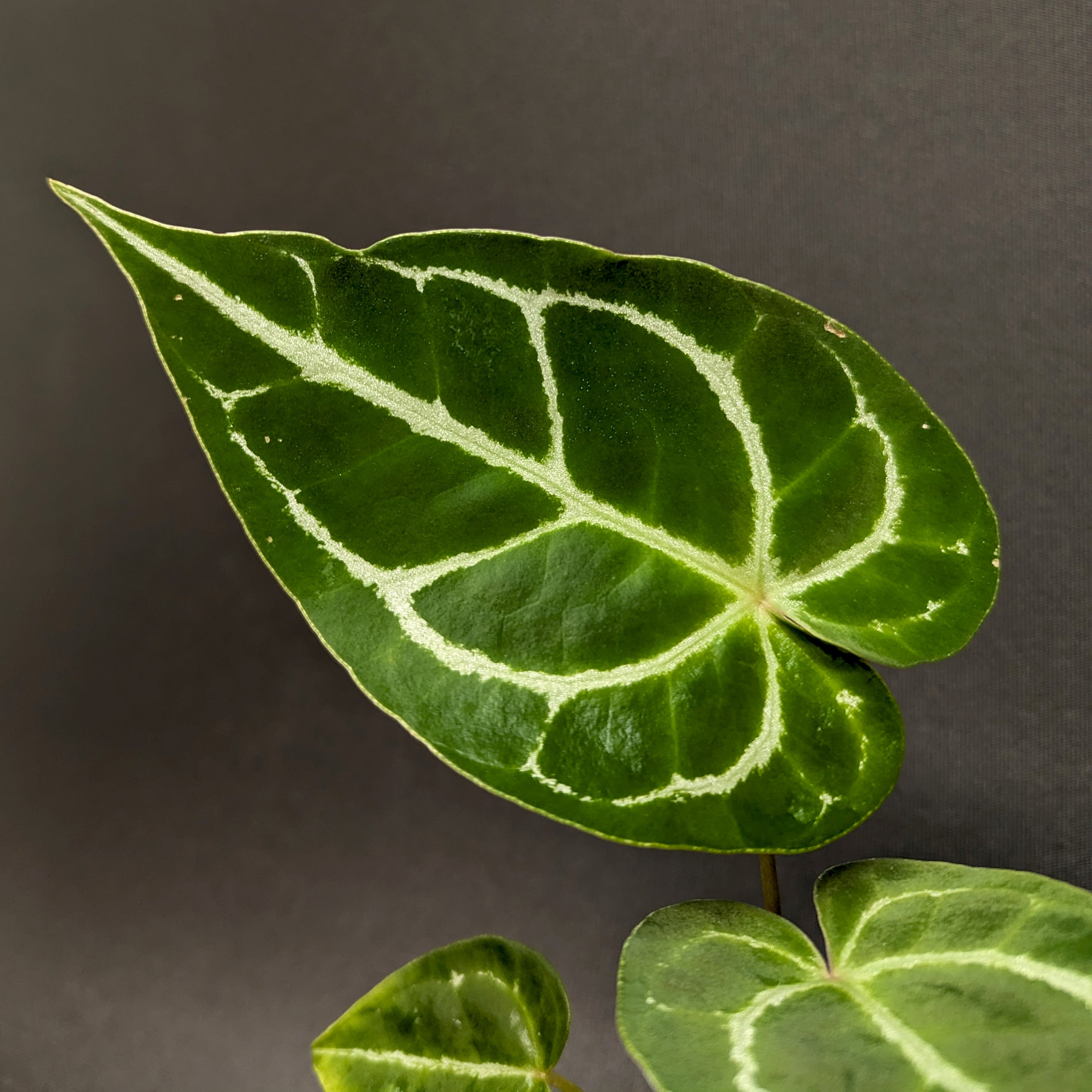 Anthurium forgetii x crystallinum, CAR-0345 – Carnivero
