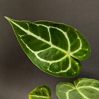 Anthurium forgetii x crystallinum, CAR-0345