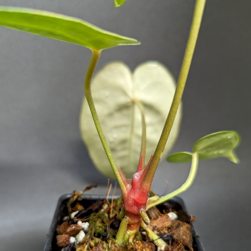 
                      
                        Anthurium forgetii x crystallinum, CAR-0345
                      
                    
