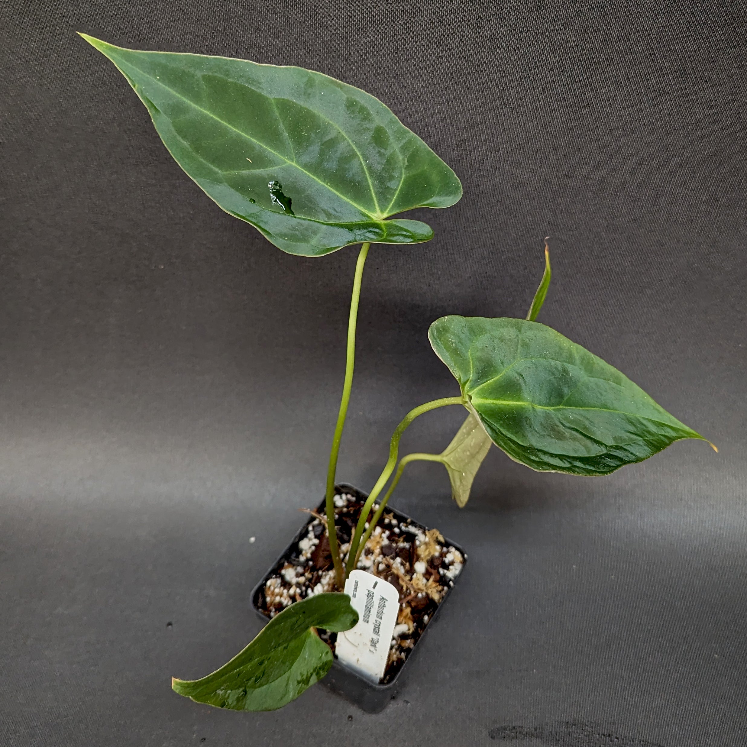 Anthurium crystallinum Dark x papillilaminum, CAR-0241 – Carnivero