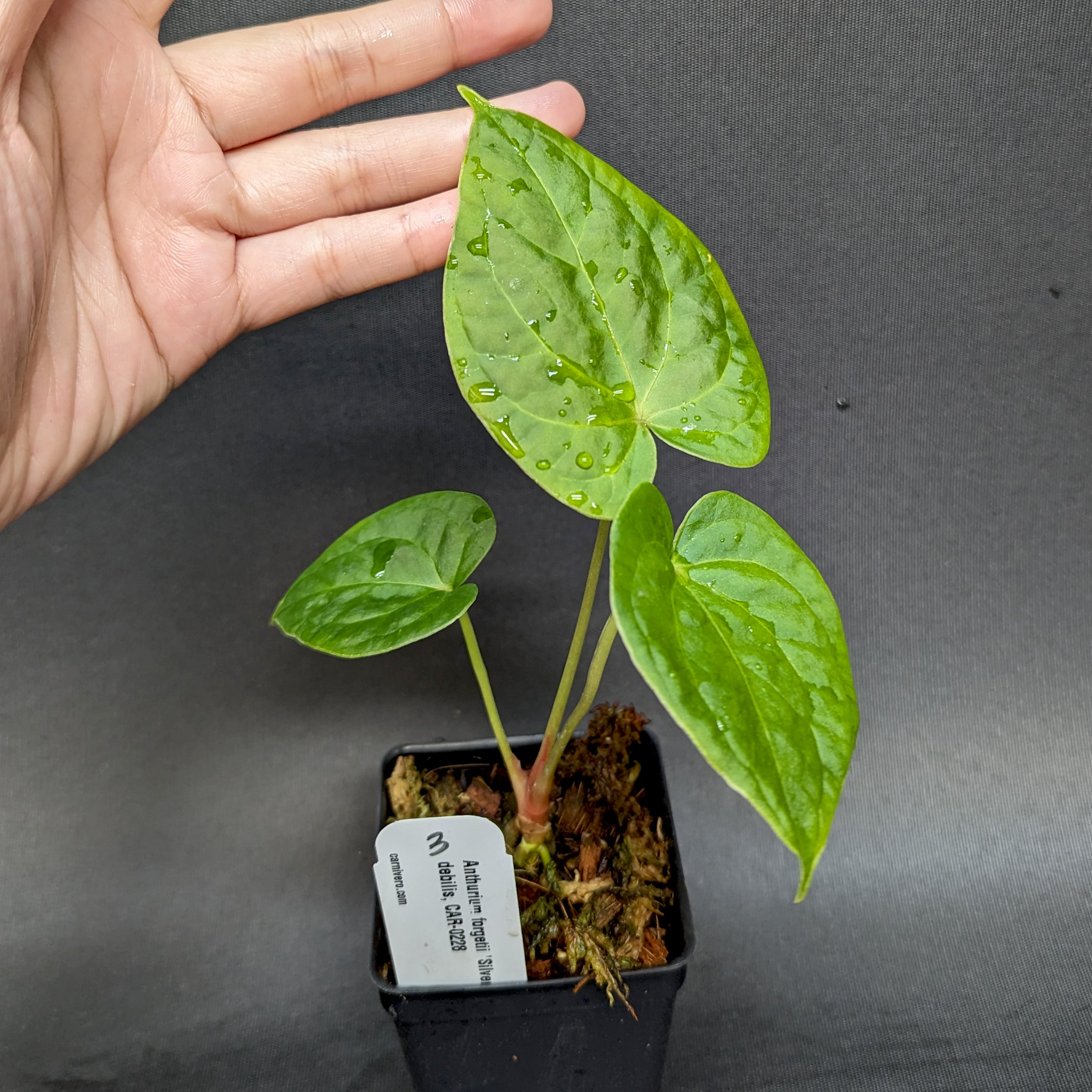 Anthurium forgetii 'Silver' x debilis, CAR-0228 – Carnivero