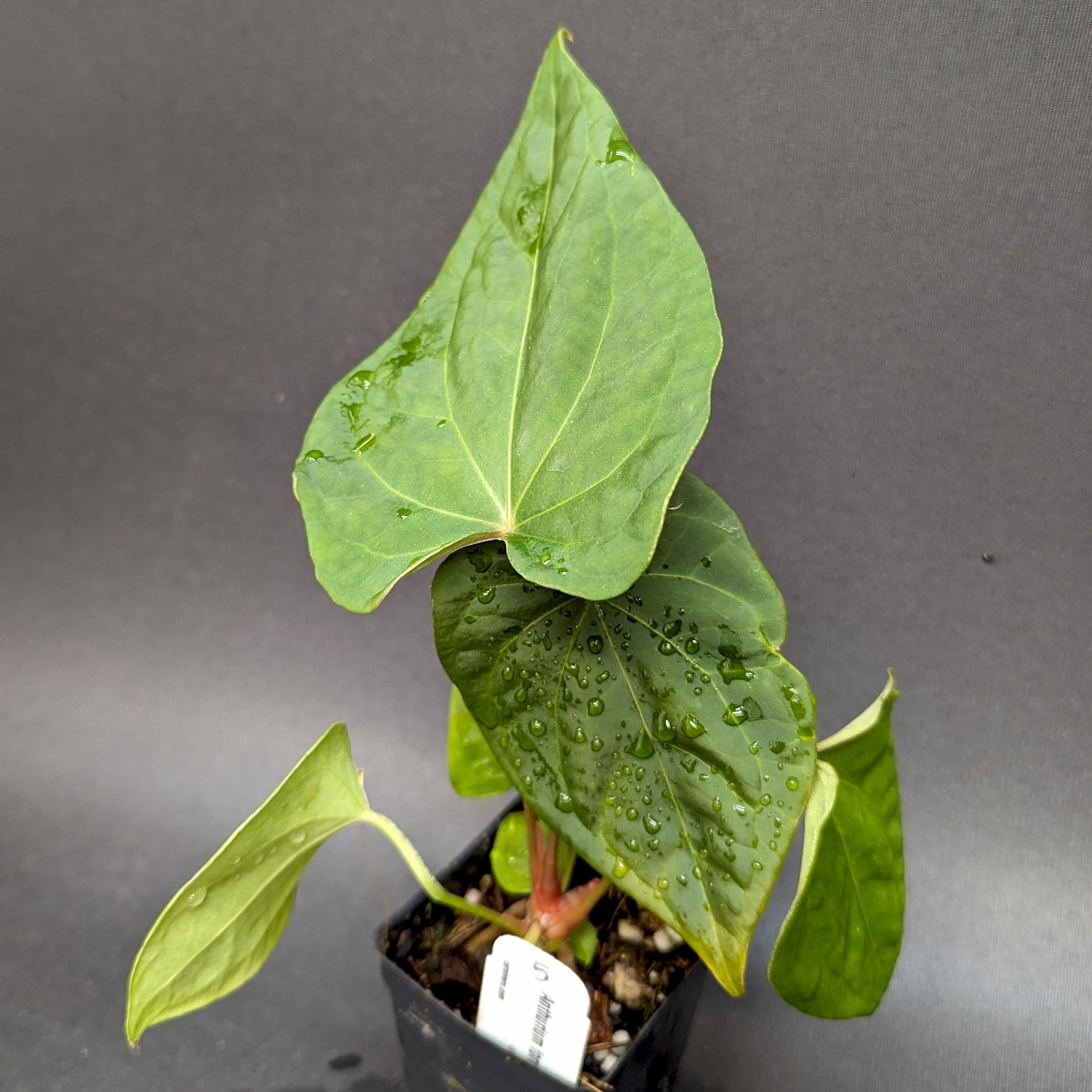 Anthurium forgetii 'Silver' x debilis, CAR-0228 – Carnivero