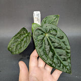 Anthurium crystallinum Dark x luxurians, CAR-0231