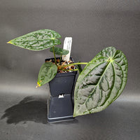 Anthurium crystallinum Dark x luxurians, CAR-0231