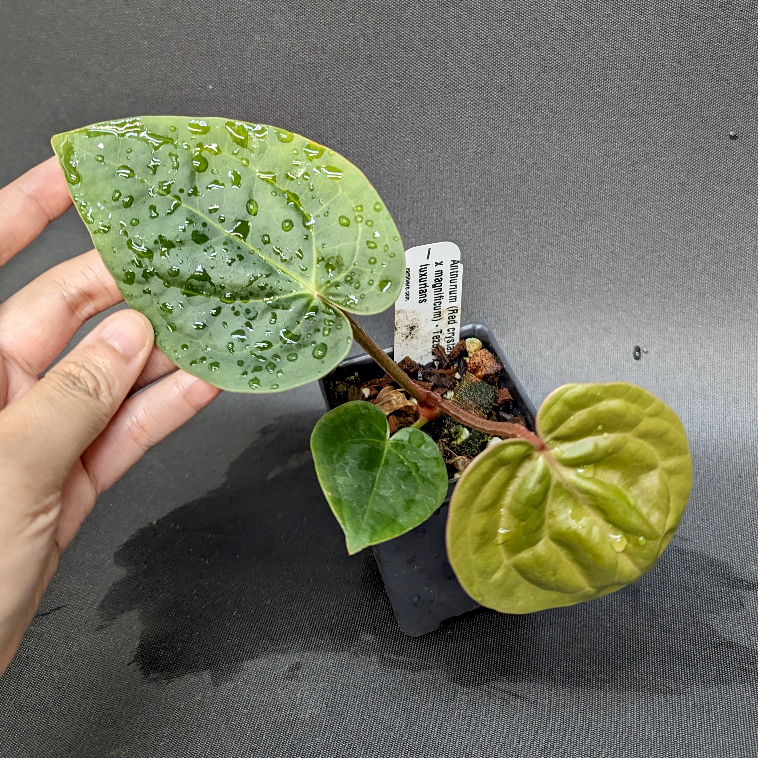 Anthurium (Red crystallinum x magnificum) -Tezula x luxurians, CAR