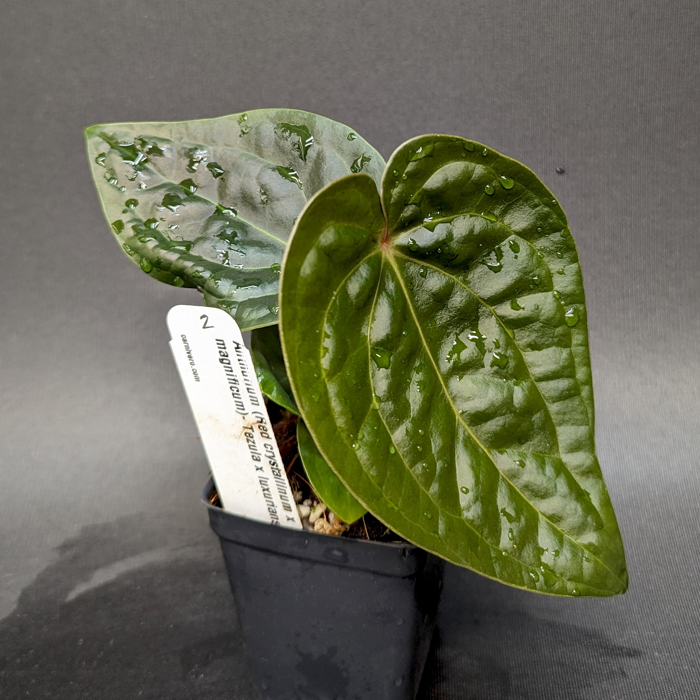 Anthurium (Red crystallinum x magnificum) -Tezula x luxurians, CAR