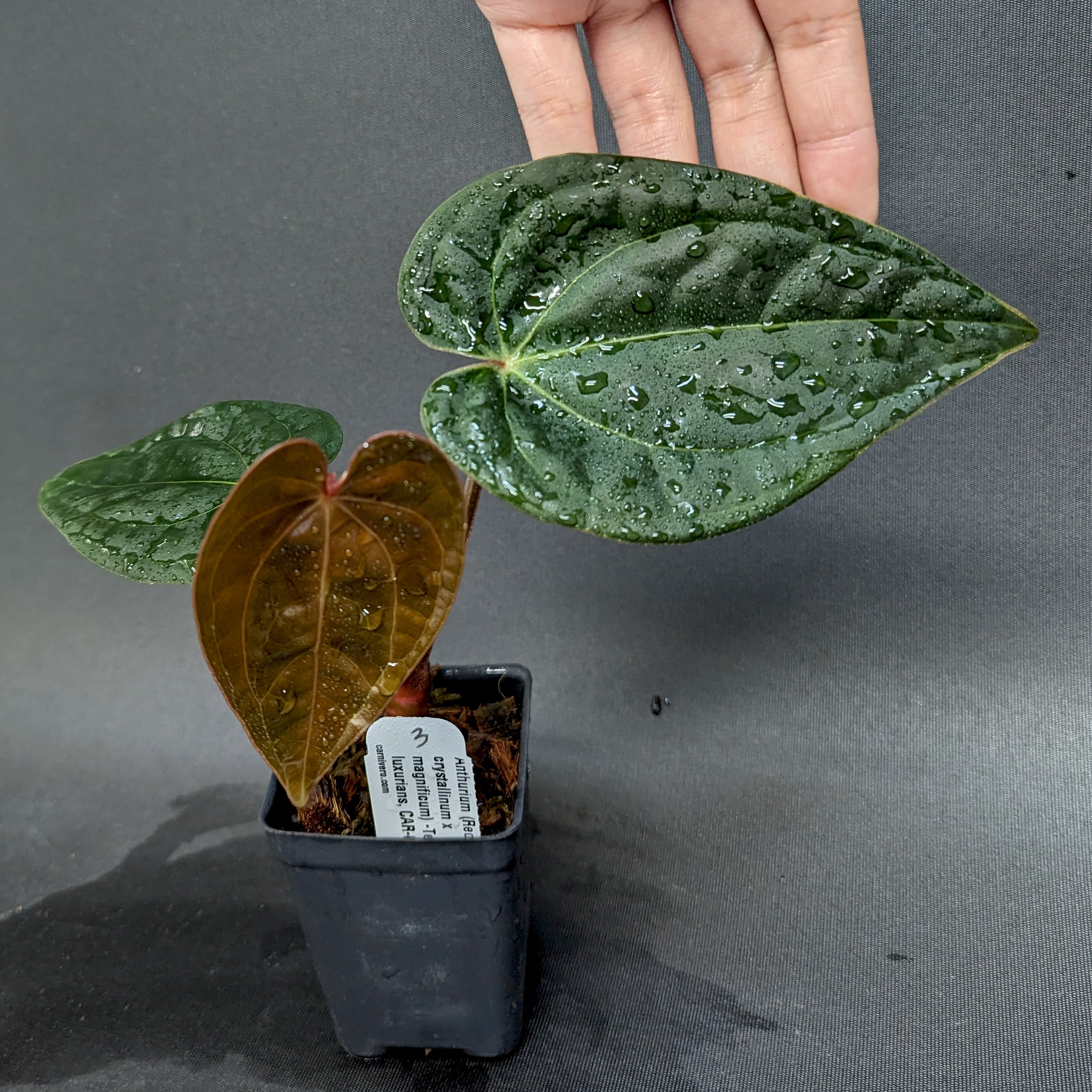 Anthurium (Red crystallinum x magnificum) -Tezula x luxurians, CAR