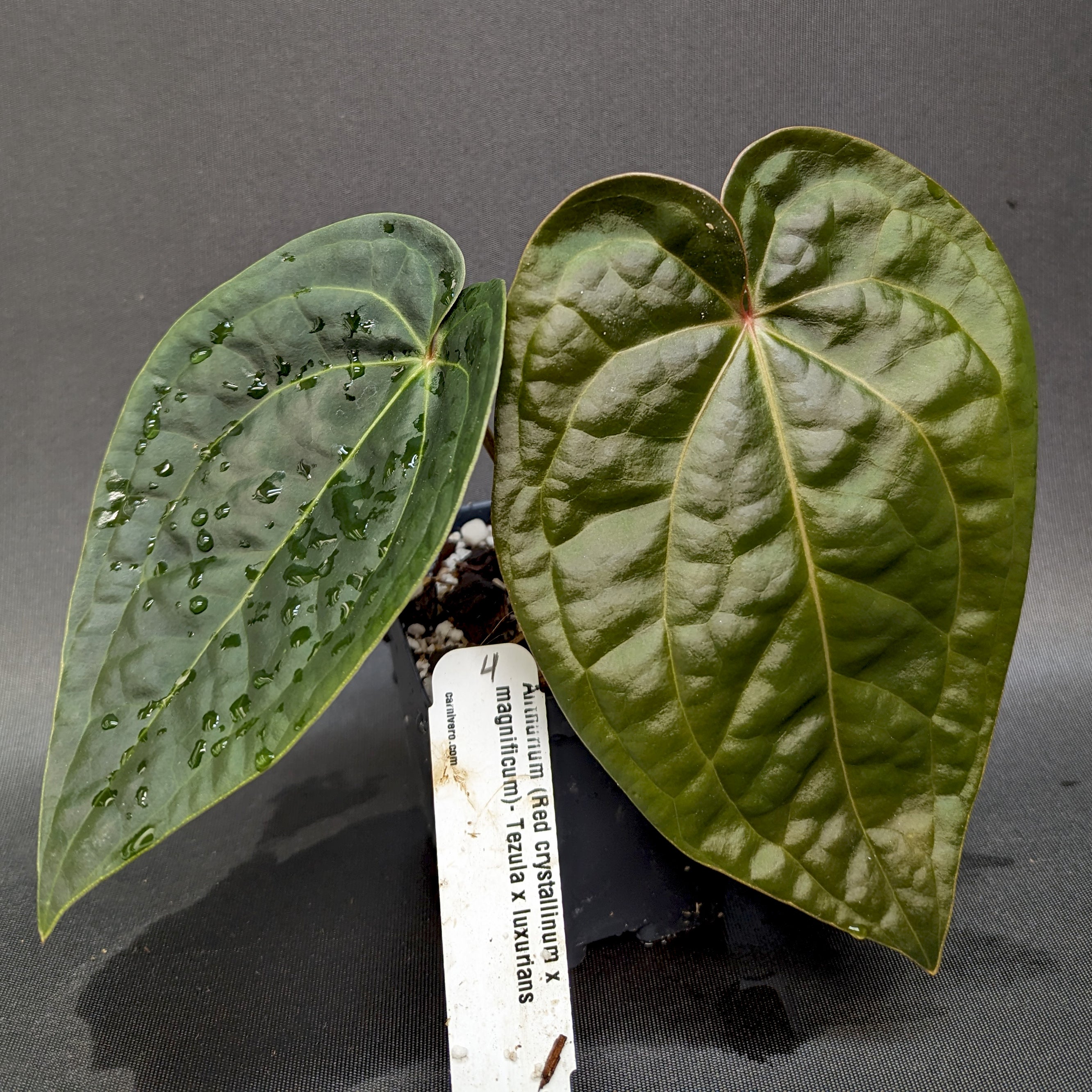 Anthurium (Red crystallinum x magnificum) -Tezula x luxurians, CAR