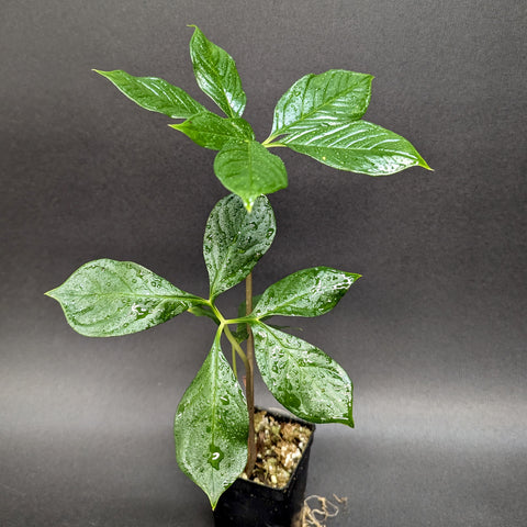 Voodoo Lily Amorphophallus variabilis with glossy green leaflets on a slender stem in a small pot