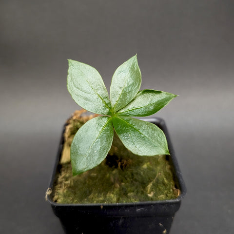 Young Amorphophallus paeoniifolius seedling with four glossy leaflets radiating from a central point in a pot