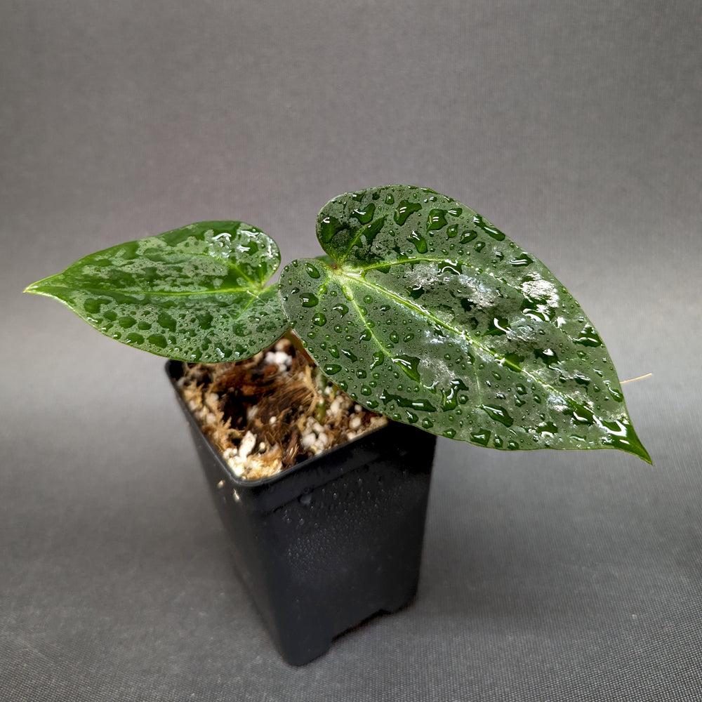
                      
                        Anthurium Indo Hoffmannii X x {[regale x (crystallinum x magnificum)] x Ace of Spades}, CAR-0346
                      
                    