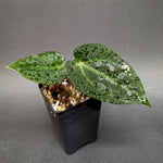 Anthurium Indo Hoffmanii X x {[regale x (crystallinum x magnificum)] x Ace of Spades}, CAR-0346