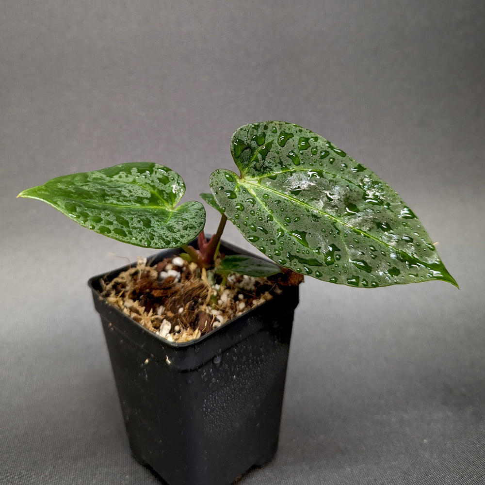 
                      
                        Anthurium Indo Hoffmannii X x {[regale x (crystallinum x magnificum)] x Ace of Spades}, CAR-0346
                      
                    
