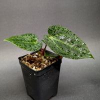 Anthurium Indo Hoffmanii X x {[regale x (crystallinum x magnificum)] x Ace of Spades}, CAR-0346