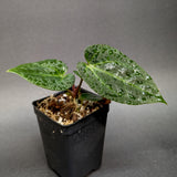 Anthurium Indo Hoffmanii X x {[regale x (crystallinum x magnificum)] x Ace of Spades}, CAR-0346
