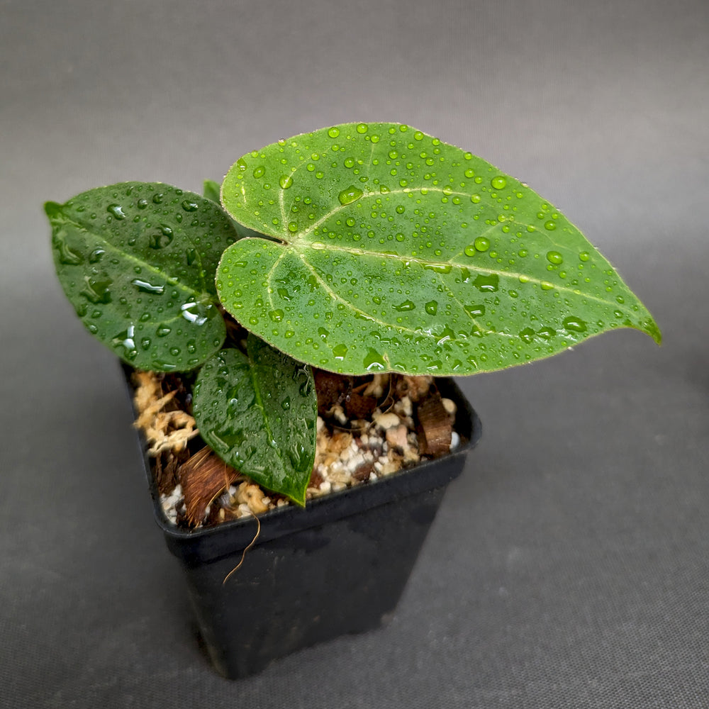 
                      
                        Anthurium Indo Hoffmannii X x {[regale x (crystallinum x magnificum)] x Ace of Spades}, CAR-0346
                      
                    