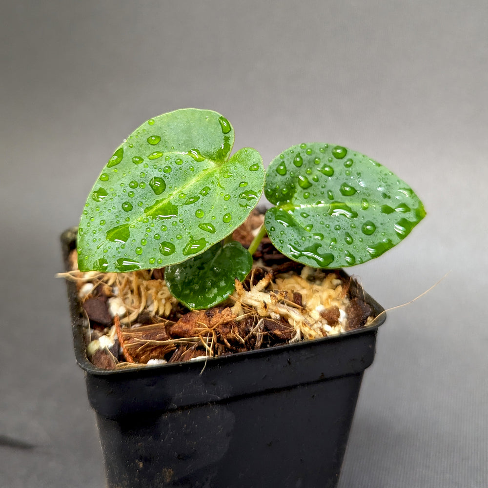 
                      
                        Anthurium Indo Hoffmannii X x {[regale x (crystallinum x magnificum)] x Ace of Spades}, CAR-0346
                      
                    