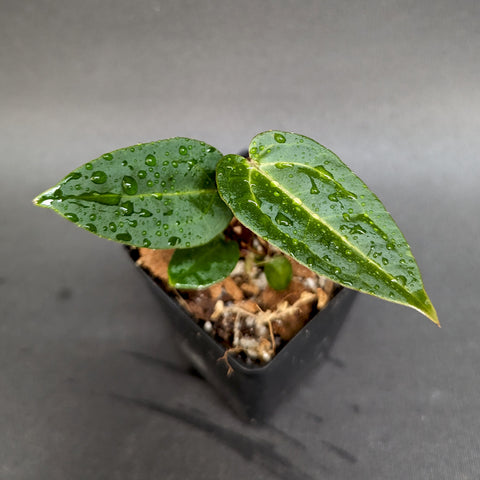 Anthurium Ace of Spades hybrid with glossy dark green leaves and water droplets in a small black pot.