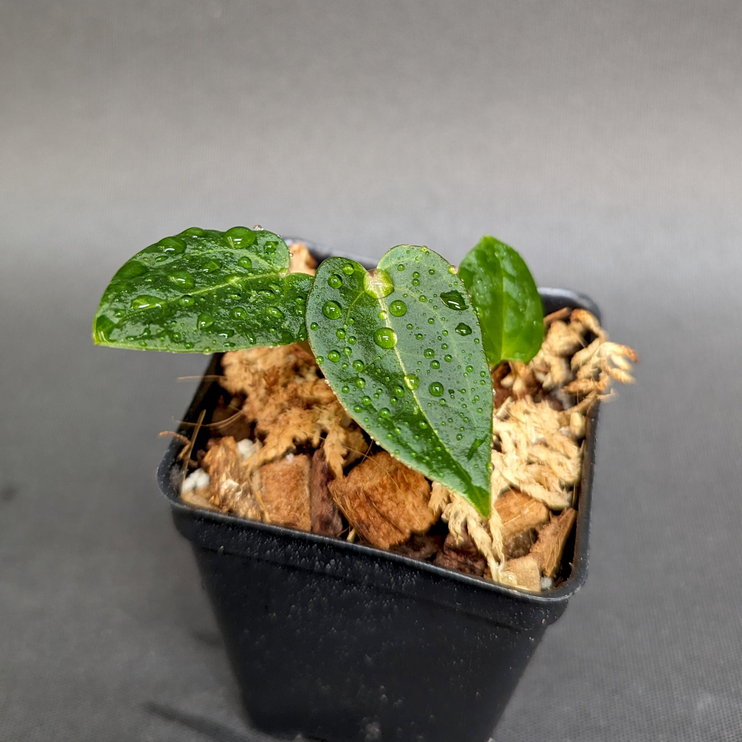 Anthurium (magnificum x forgetii) x {[regale x (crystal x Anthurium (magnificum x forgetii) x {[regale x (crystal x