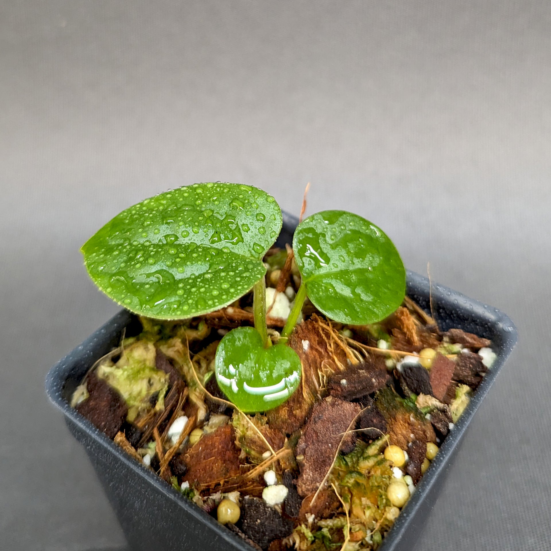 Anthurium luxurians x papillilaminum SC1, CAR-0348 – Carnivero