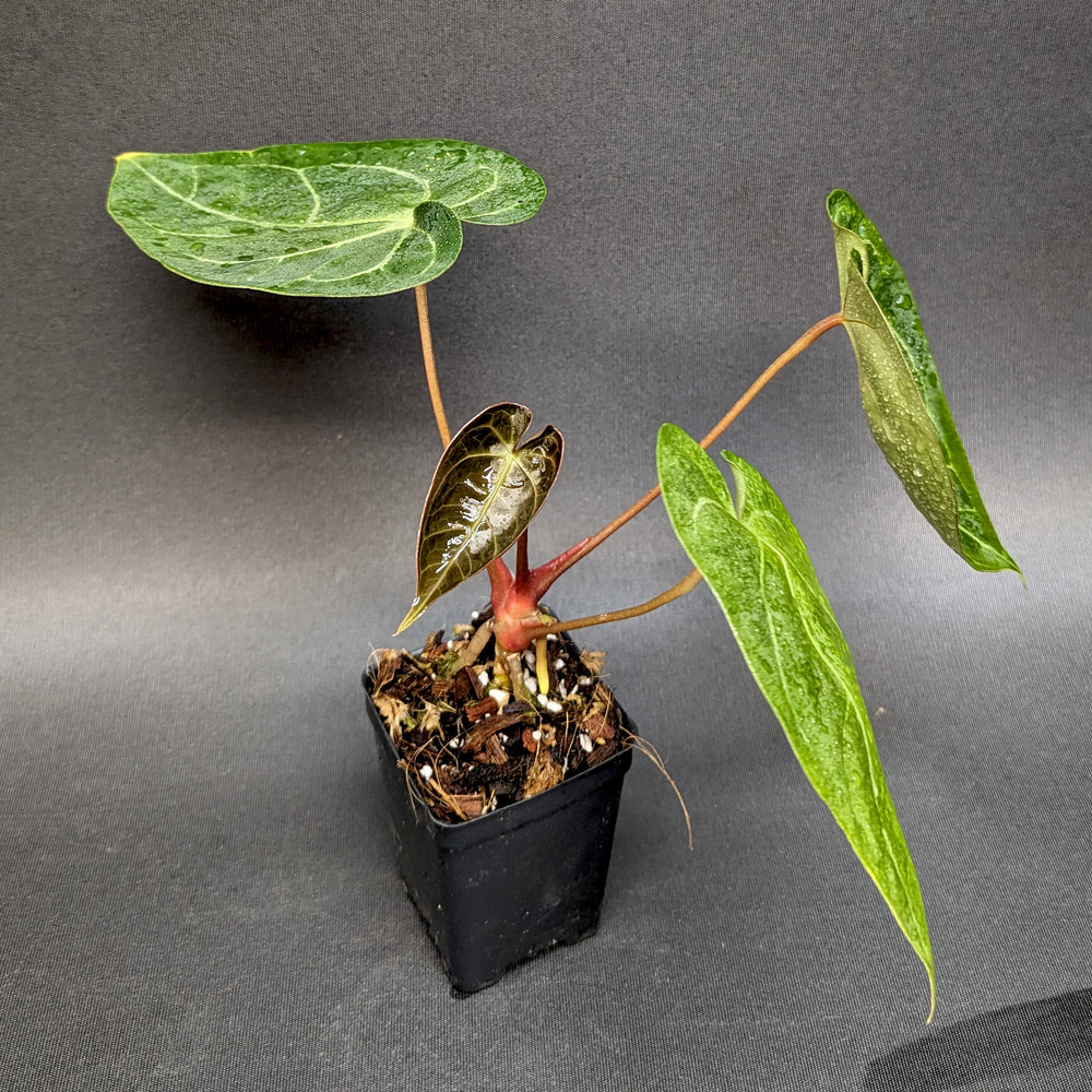 
                      
                        Anthurium forgetii 'Silver' x Indo Hoffmannii X, CAR-0284
                      
                    