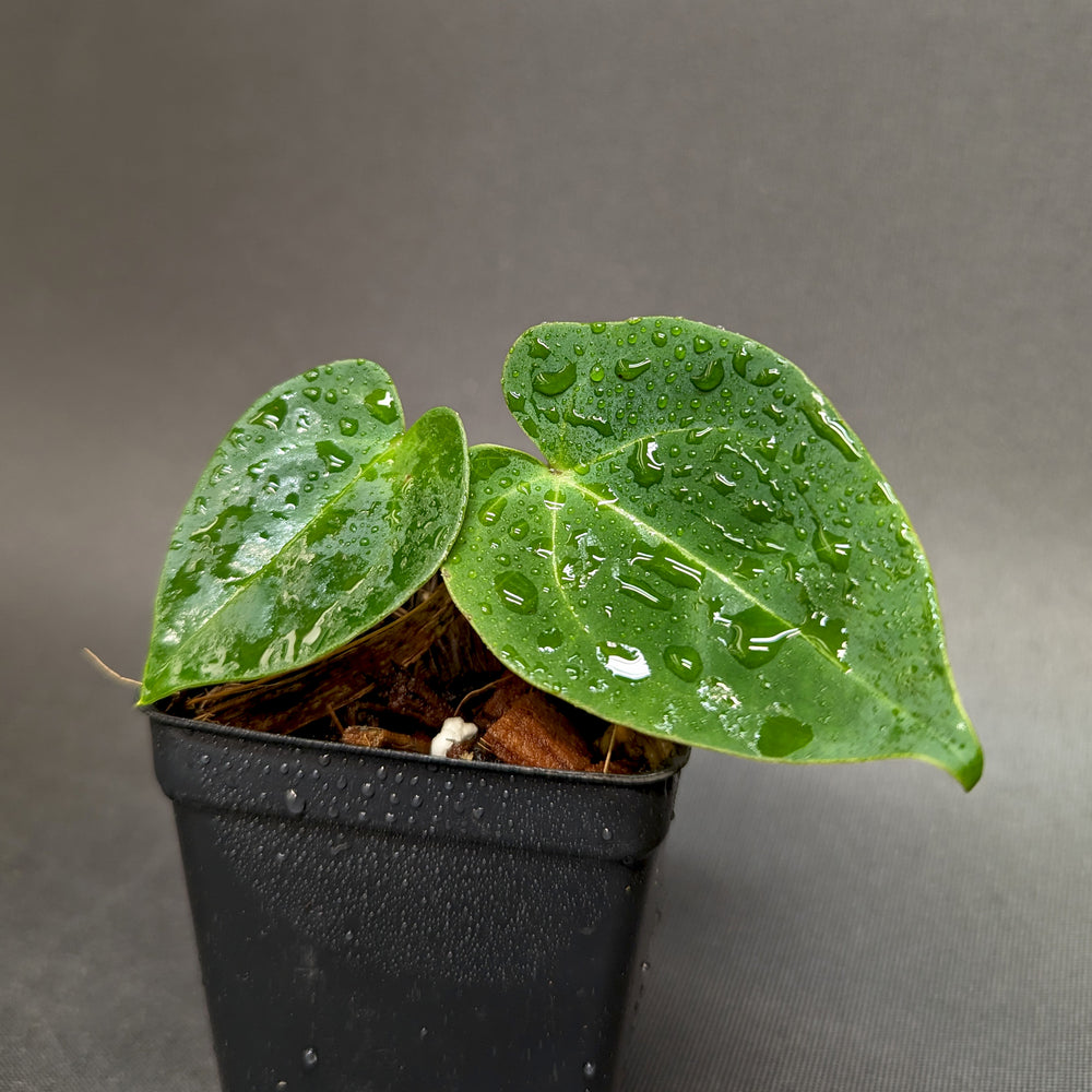 
                      
                        Anthurium forgetii 'Silver' x Indo Hoffmannii X, CAR-0284
                      
                    