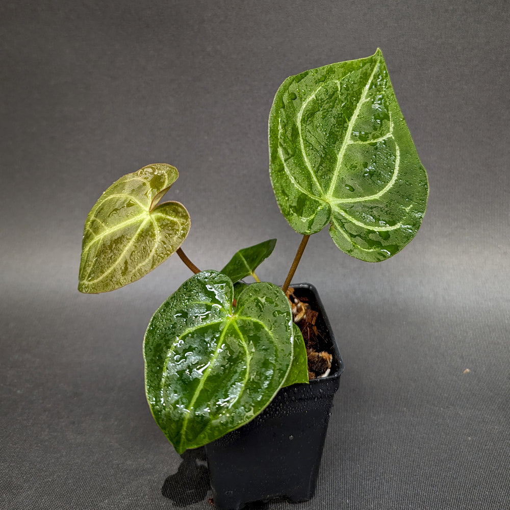 
                      
                        Anthurium forgetii 'Silver' x Indo Hoffmannii X, CAR-0284
                      
                    