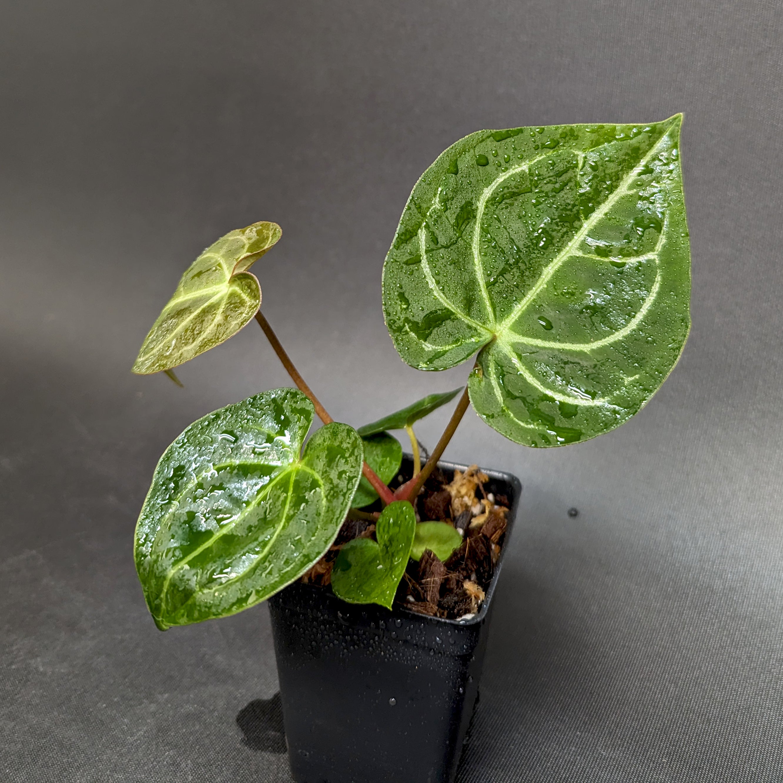 Anthurium forgetii 'Silver' x Indo Hoffmannii X, CAR-0284 Anthurium forgetii 'Silver' x Indo Hoffmannii X, CAR-0284