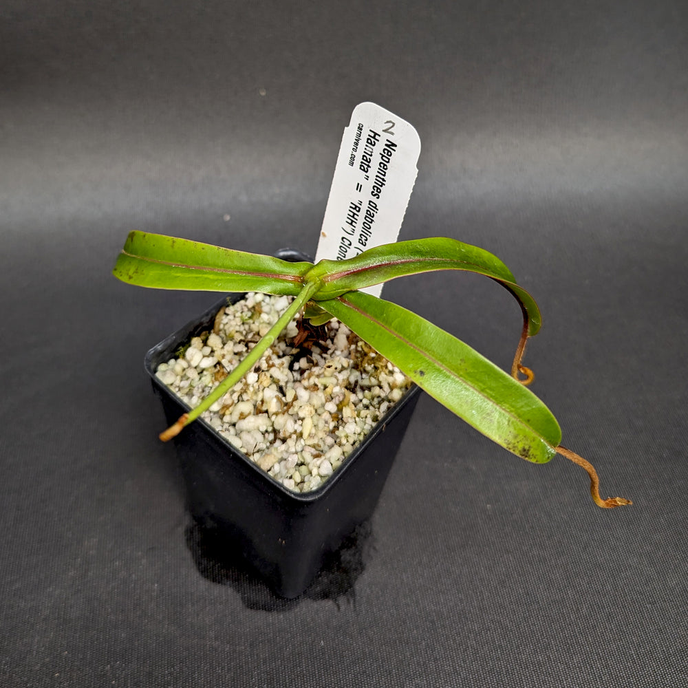 
                      
                        Nepenthes diabolica - Exact Plant
                      
                    