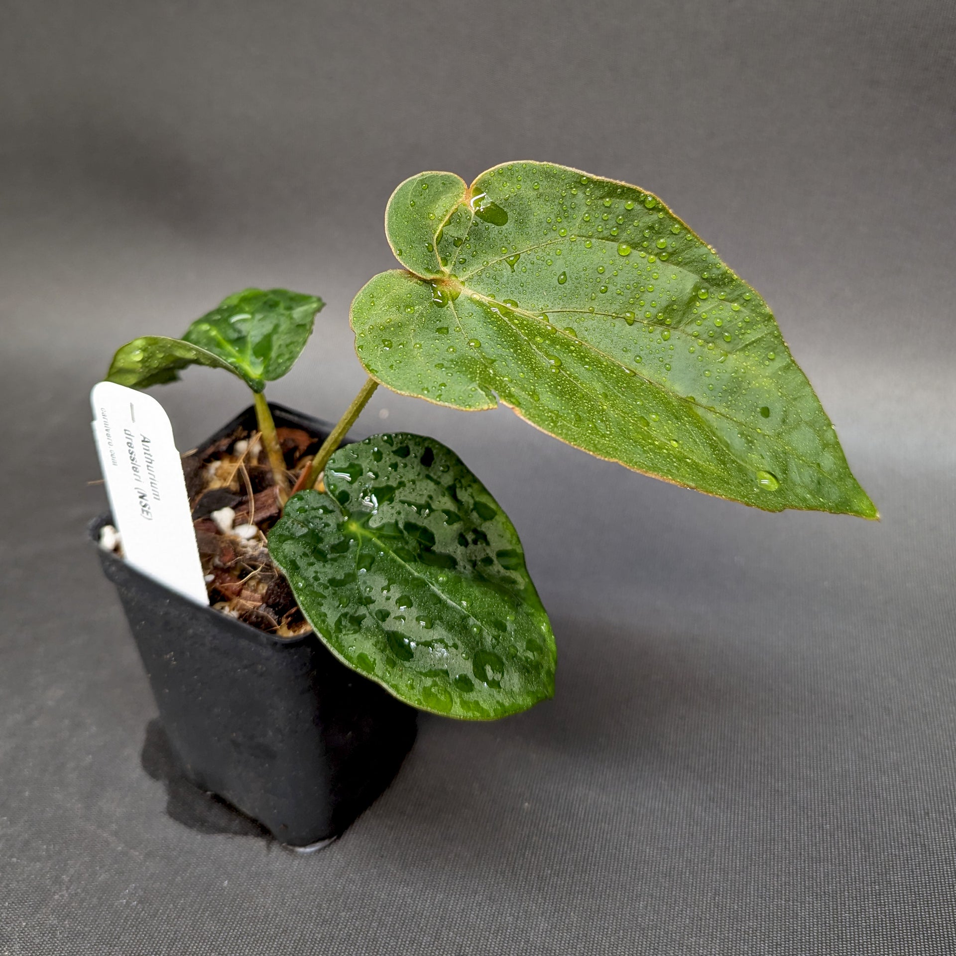 Anthurium dressleri