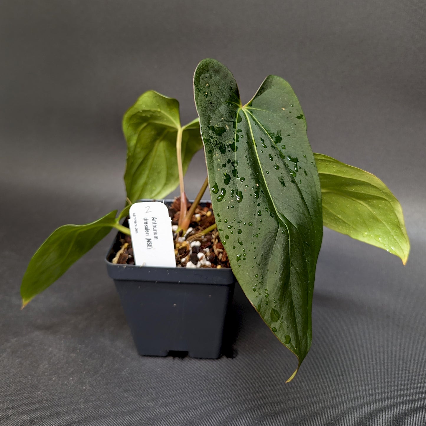 anthurium nse Anthurium dressleri