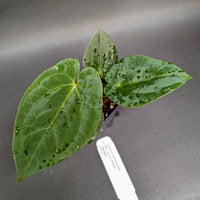 Anthurium papillilaminum [SC2 x (Long x Bullet)], CAR-0282