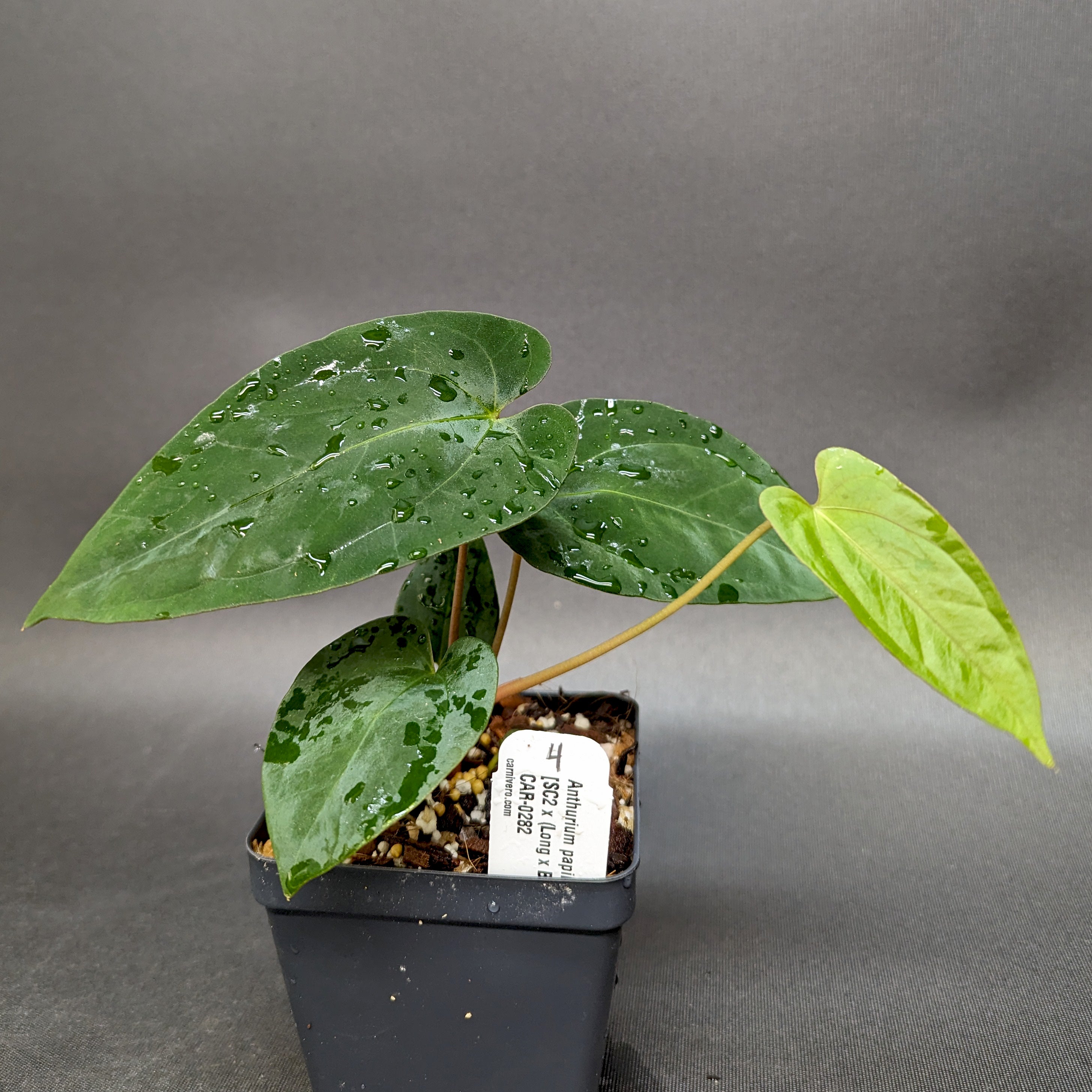 Anthurium papillilaminum [SC2 x (Long x Bullet)], CAR-0282 – Carnivero