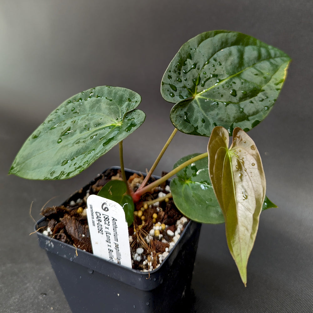 
                      
                        Anthurium papillilaminum [SC2 x (Long x Bullet)], CAR-0282
                      
                    