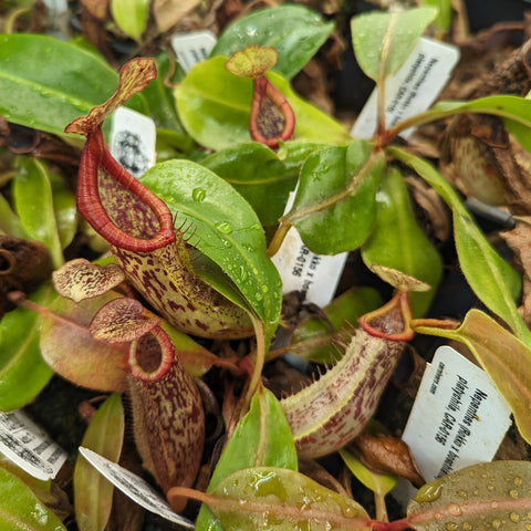 Close-up of a red speckled Nepenthes pitcher with a curved hood from Rokko x boschiana x platychila.