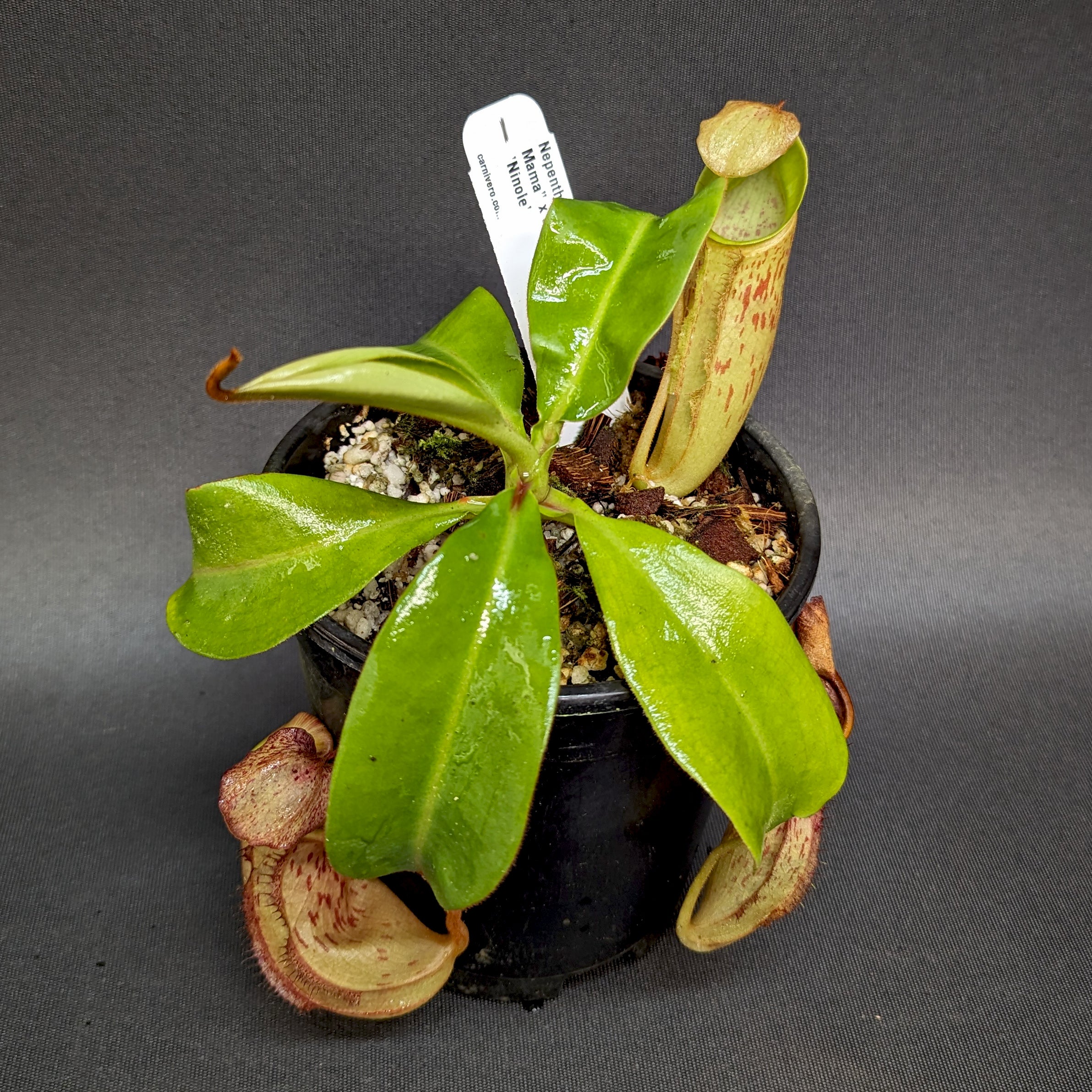 Nepenthes veitchii 