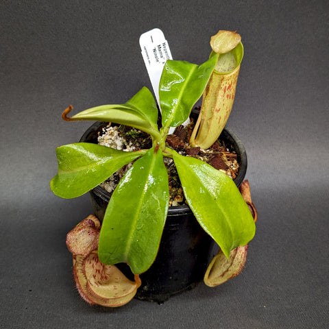 Nepenthes veitchii Big Mama x Ninole in a black pot with glossy leaves and a tall pale pitcher