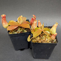 Nepenthes "Genira", CAR-0349