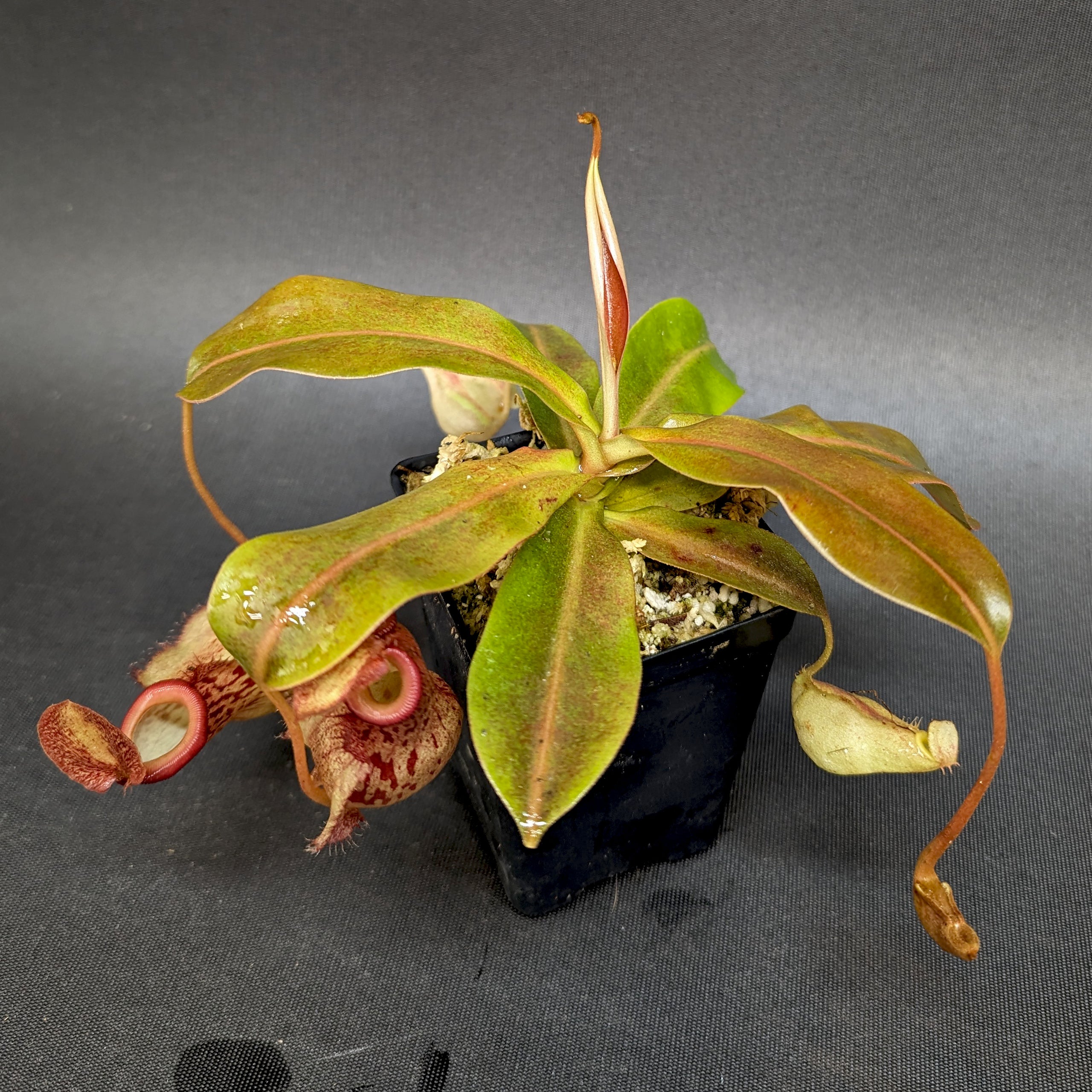 Nepenthes 