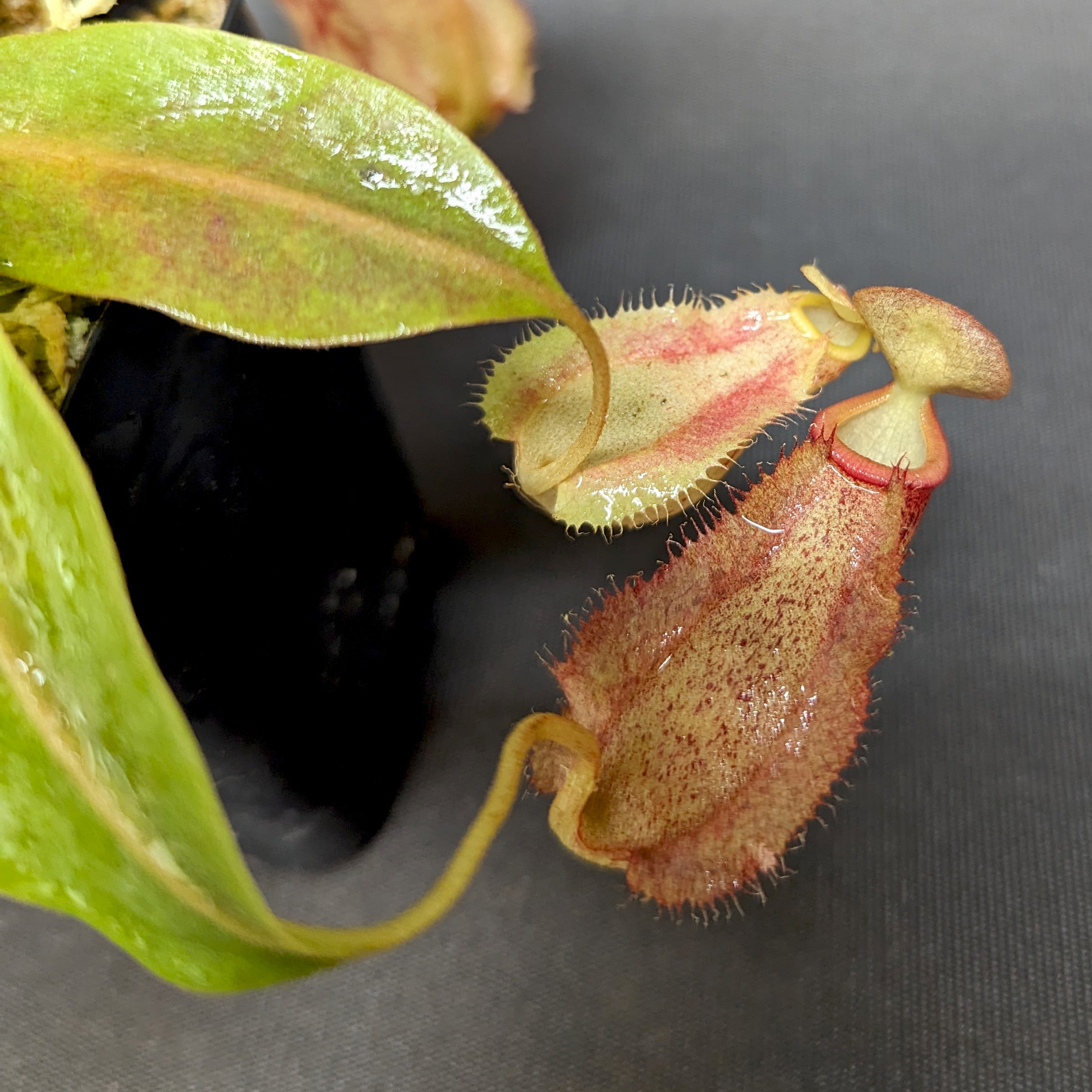 Nepenthes 