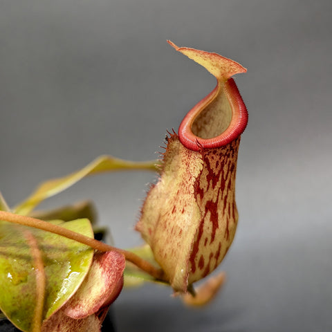 Close up of Nepenthes Genira pitcher plant with a tall yellowish urn shaped pitcher and a red rim and lid