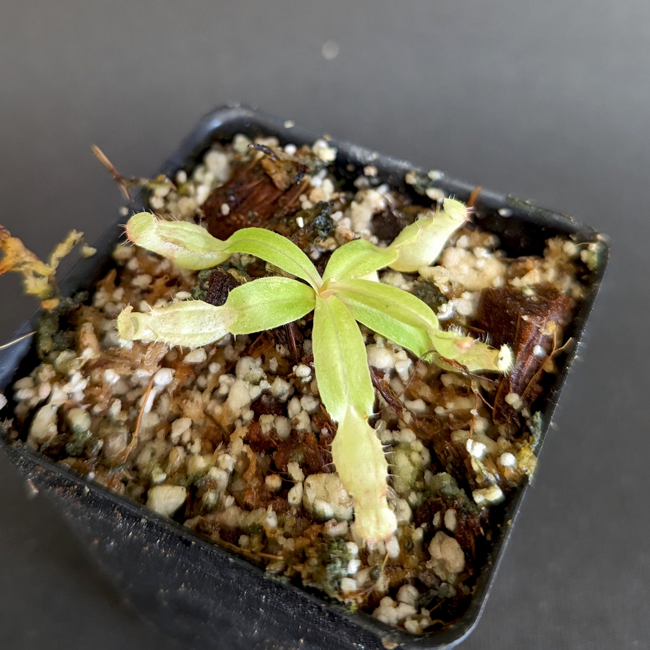 Nepenthes smilesii, CAR-0350 – Carnivero