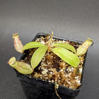 Nepenthes smilesii, CAR-0350