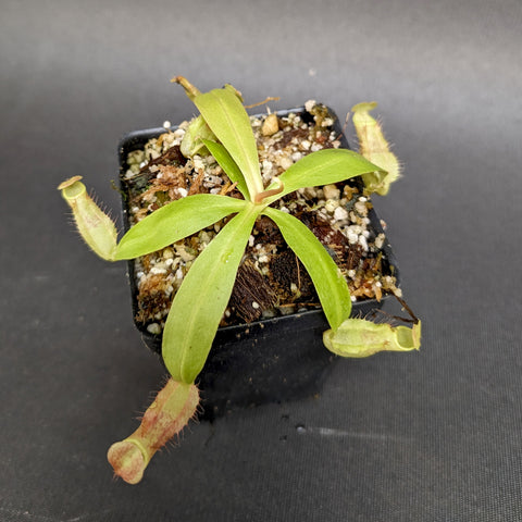 Nepenthes smilesii plant with elongated red pitchers and bright green leaves in a black pot.