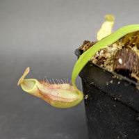Nepenthes smilesii, CAR-0350
