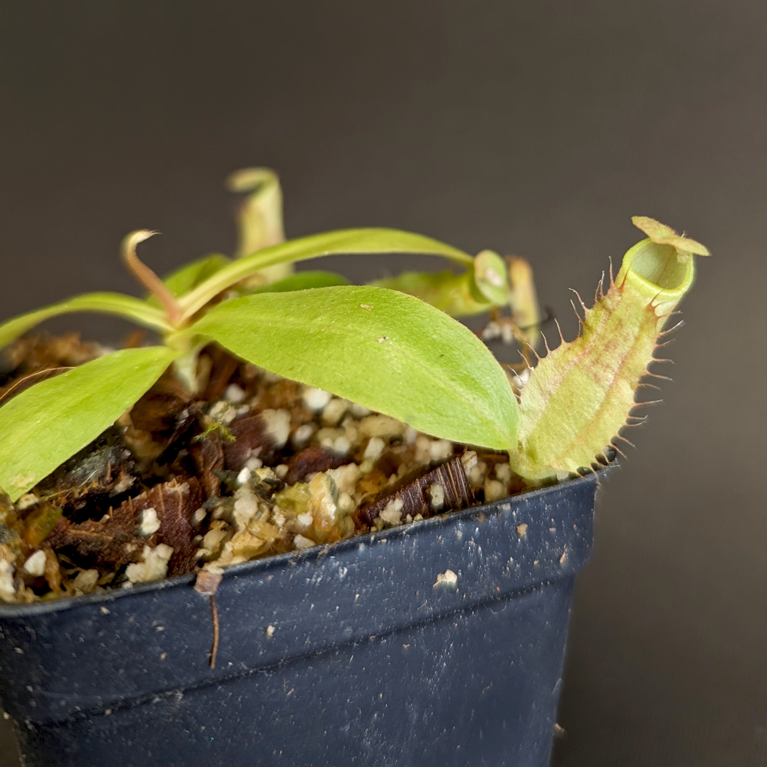 Nepenthes smilesii, CAR-0350 – Carnivero